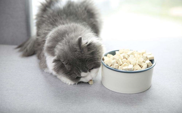 凍干寵物食品進口報關的流程是怎樣的？