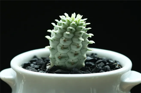 機(jī)場進(jìn)口植物報關(guān)代理.png